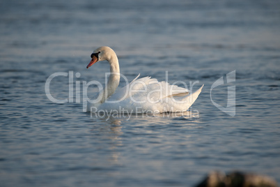 Höckerschwan auf dem Rhein