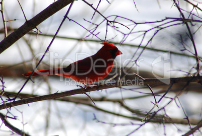 cardinal