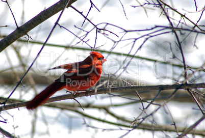 Cardinal