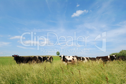 Cow summer landscape
