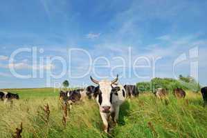 Cow summer landscape