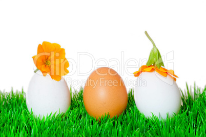 Ostern Frühling Wiese Eier