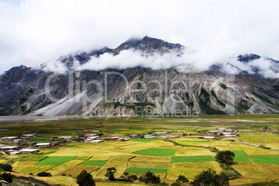 Landscape of wheat fields