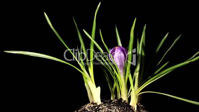 Growth of violet crocuses on the black background (crocus Remembrance) (Time Lapse)