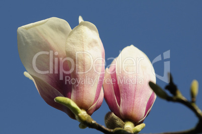 magnolia