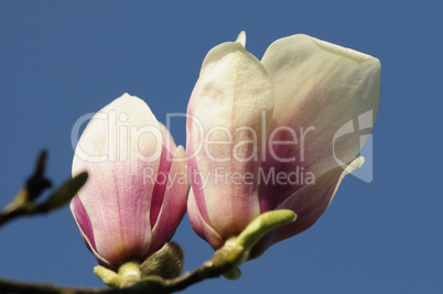 magnolia