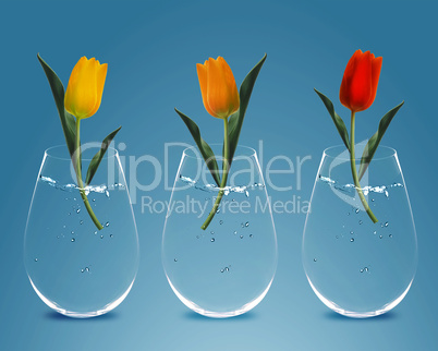 Three colorful Tulips