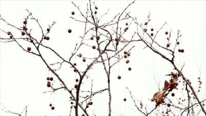 autumn platan tree branch
