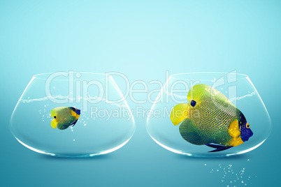 Large and small angelfish