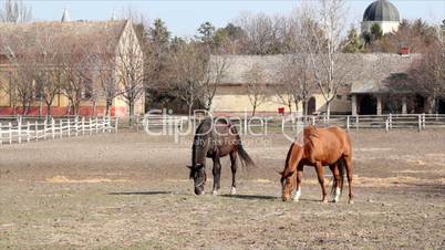 brown and black horse