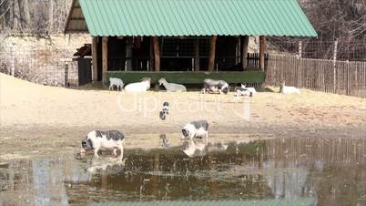 farm with pigs and goats