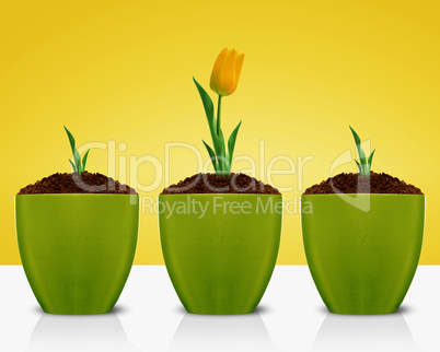 Yellow Tulips growing