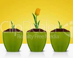 Yellow Tulips growing