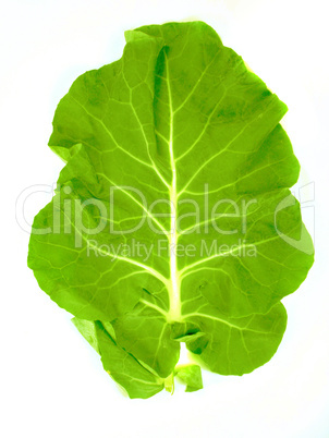 leaf of  a broccoli