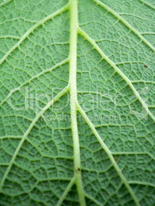 Leaf of a plant close up