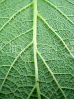 Leaf of a plant close up