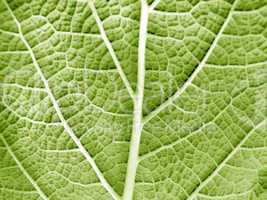 Leaf of a plant close up