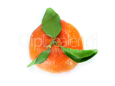 Fresh Tangerine