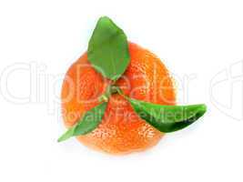 Fresh Tangerine