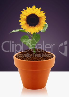 sunflower in garden pot