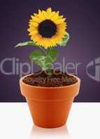 sunflower in garden pot
