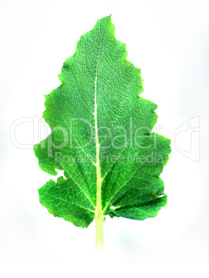 Leaf of a plant close up