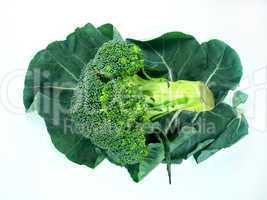 leaf of  a broccoli