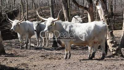old breed podolian cows with big horns