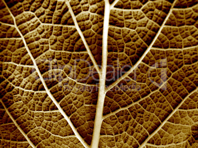 Dry leaf of a plant close up