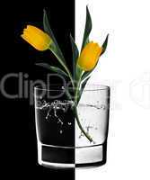 Yellow Tulips and Water glass