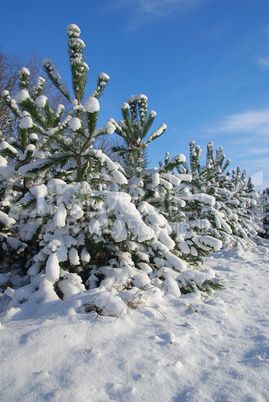 Wald im Winter - forest in winter 10