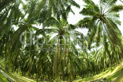 Palm Oil Plantation in Fish eye view