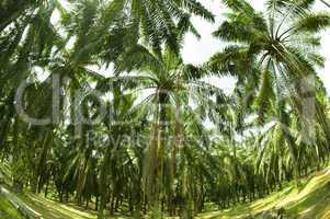 Palm Oil Plantation in Fish eye view