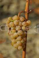 Wein - grape 35