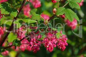 Zierjohannisbeere - Flowering Currant 02