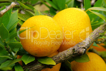 Zitrone am Baum - lemon on tree 05