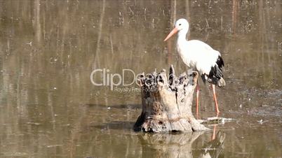 white stork in swamp