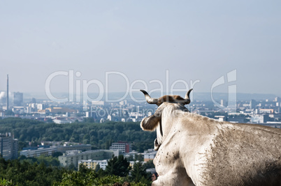 Cow looking to a City