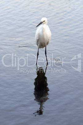 Egret