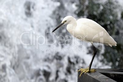 Egret