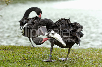 Black Swan