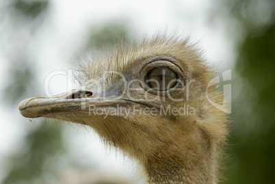 Ostrich