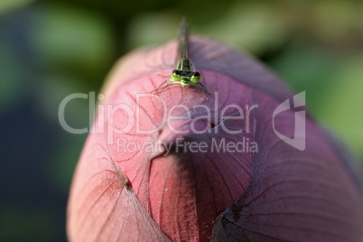 Dragonfly