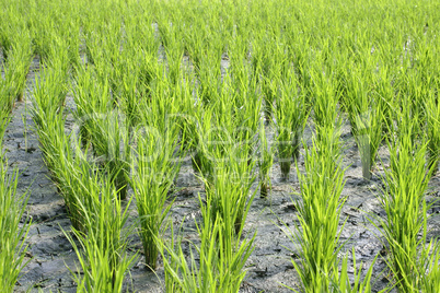 Rice field