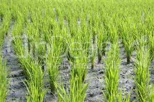 Rice field