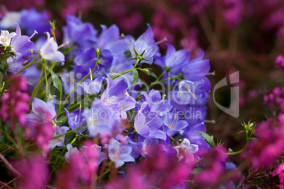 blue campanula