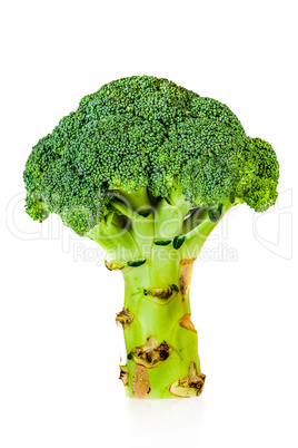 Broccoli (Brassica silvestris)