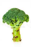Broccoli (Brassica silvestris)