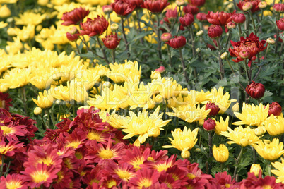 Chrysanthemum