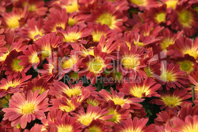 Chrysanthemum